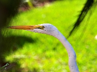 Flamingo 4